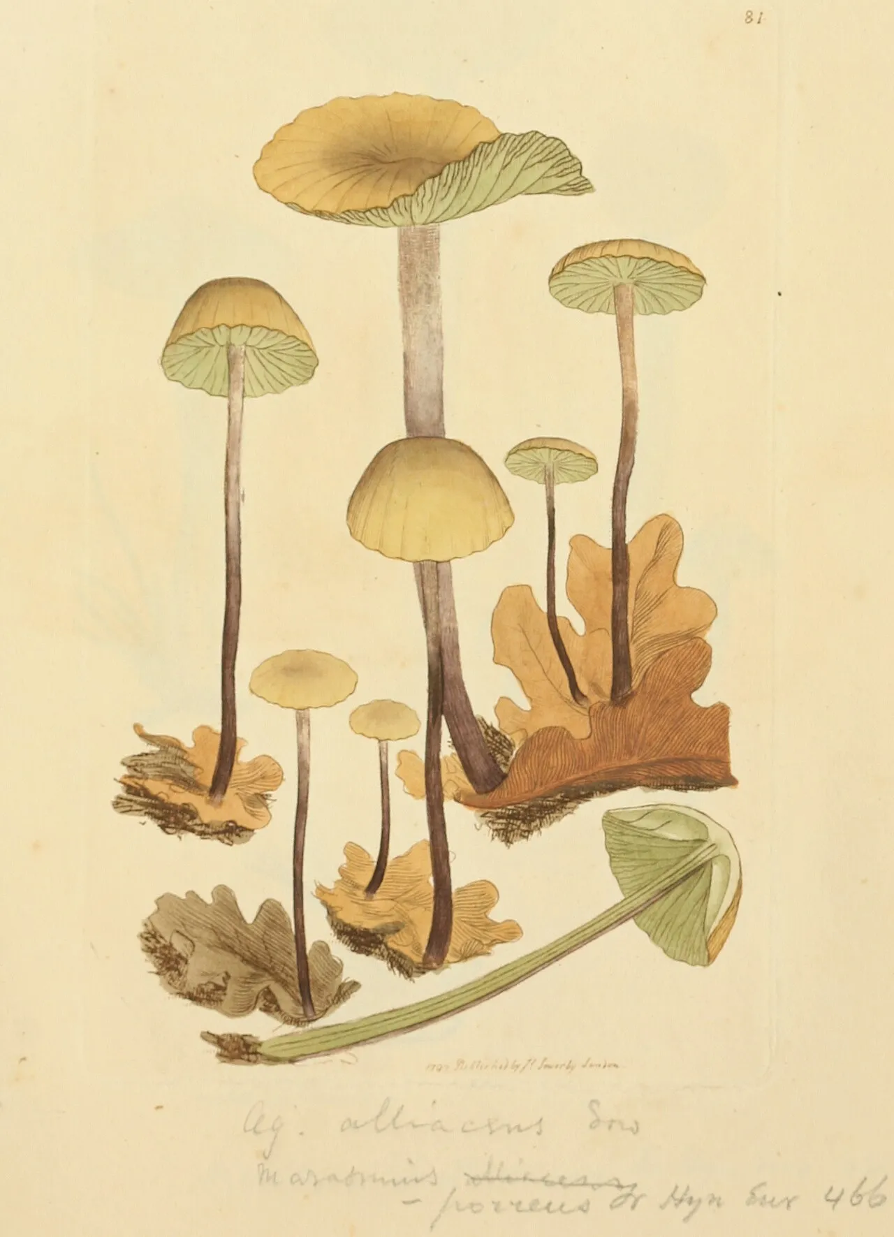 Mycetinis