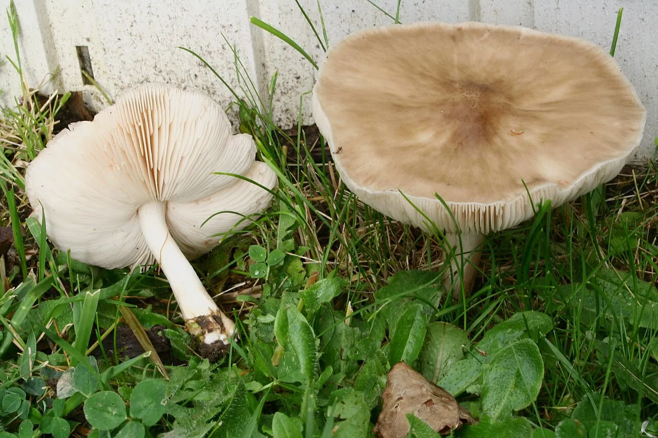 drobnołuszczak trocinowy