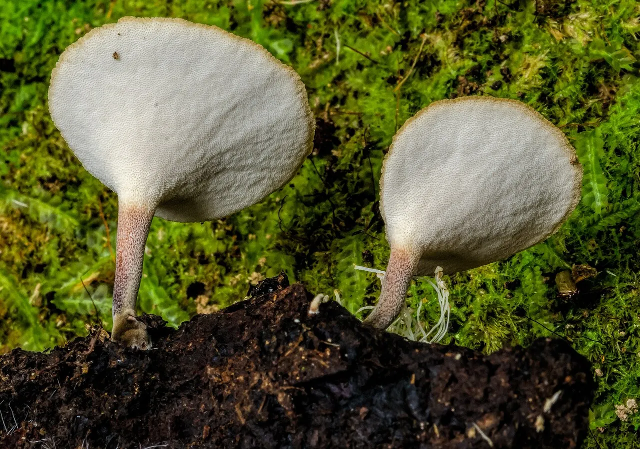 Cerioporus leptocephalus
