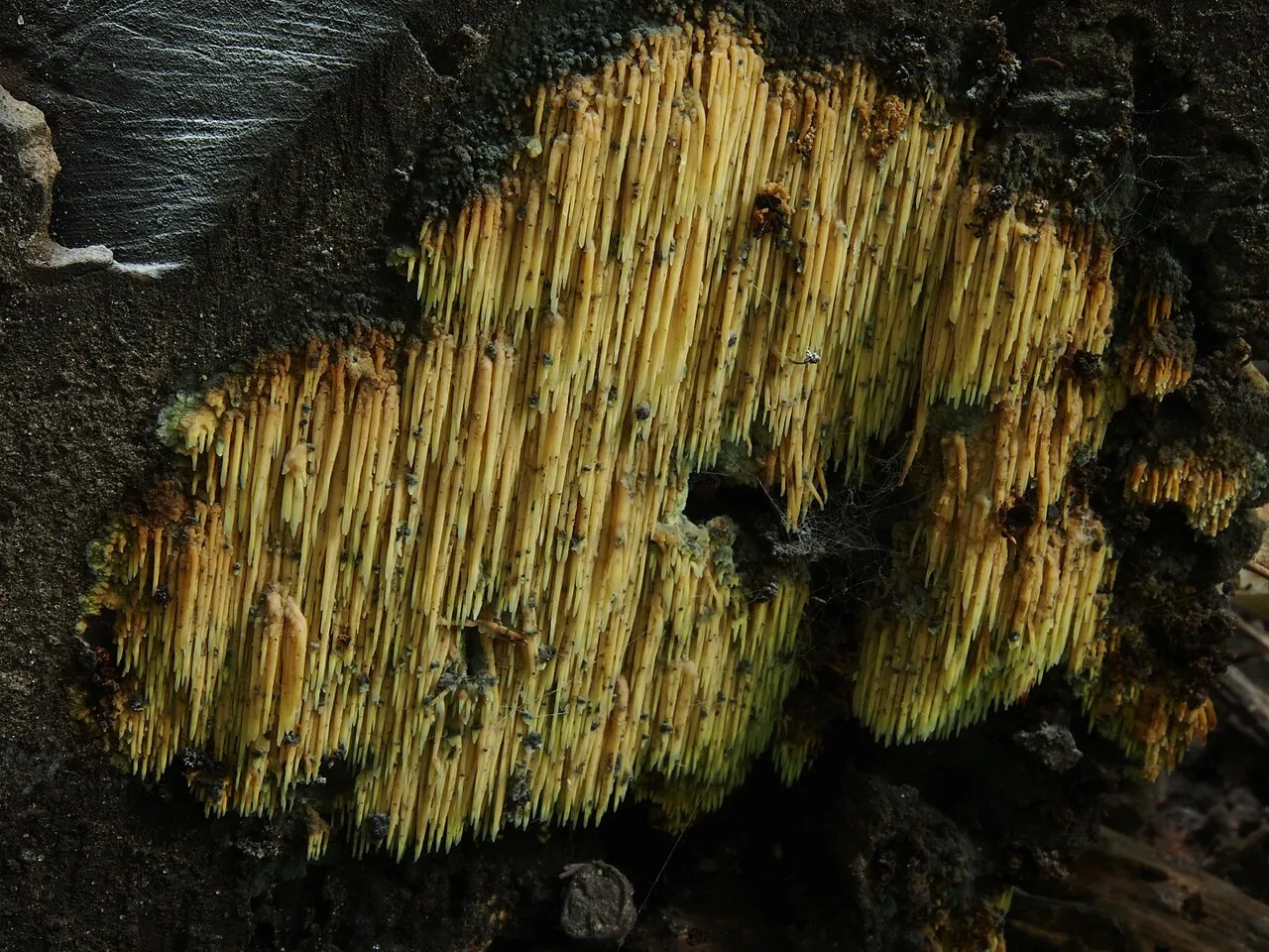 Sarcodontia