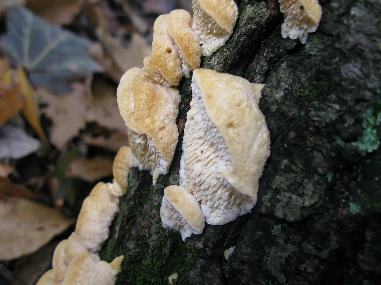 Irpiciporus pachyodon