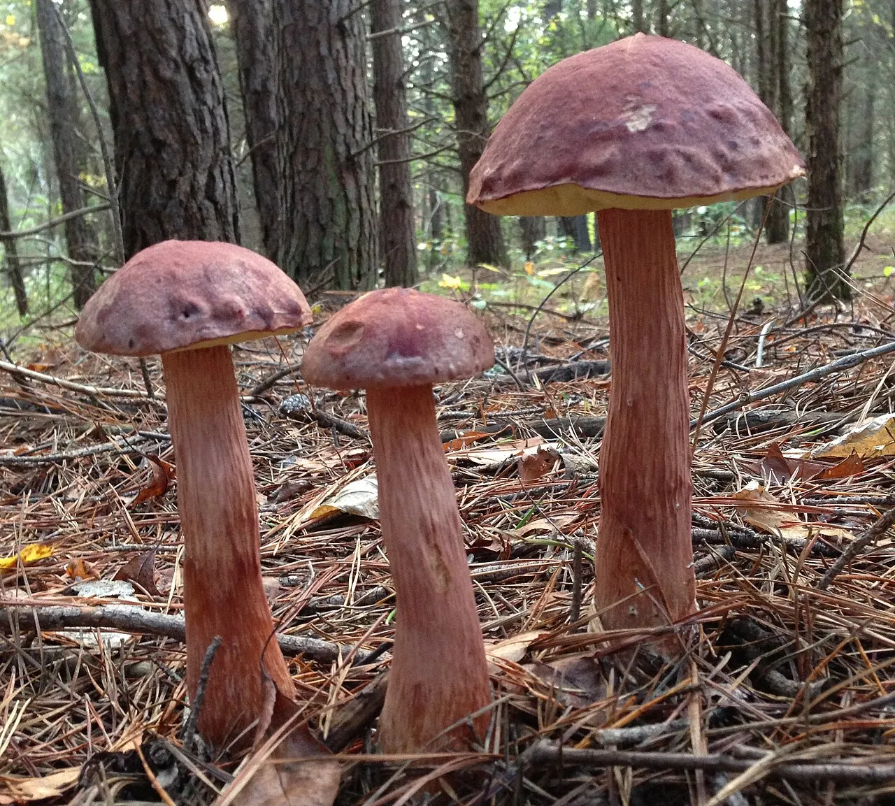 Aureoboletus