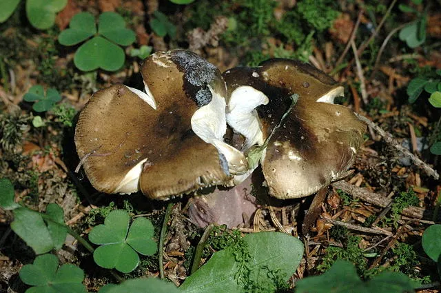 Gołąbek oliwkowy