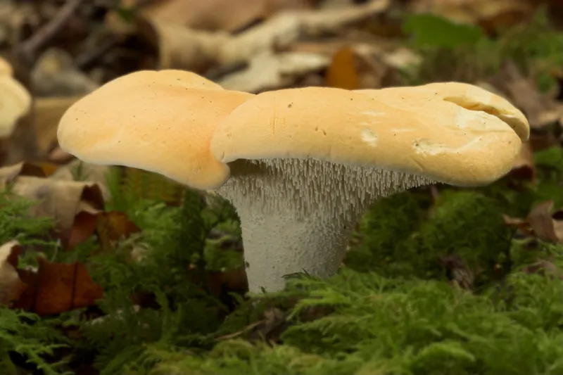 Hydnum