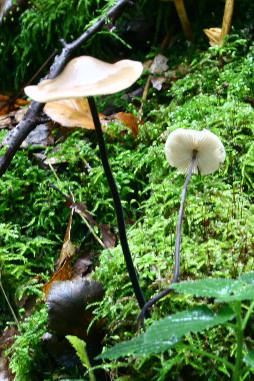 Mycetinis
