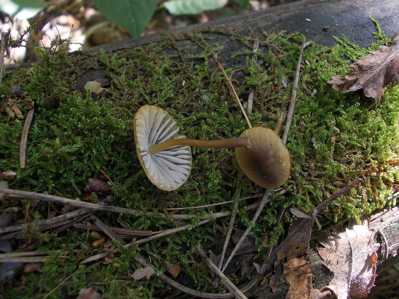 Grzybówka zielonoostrzowa