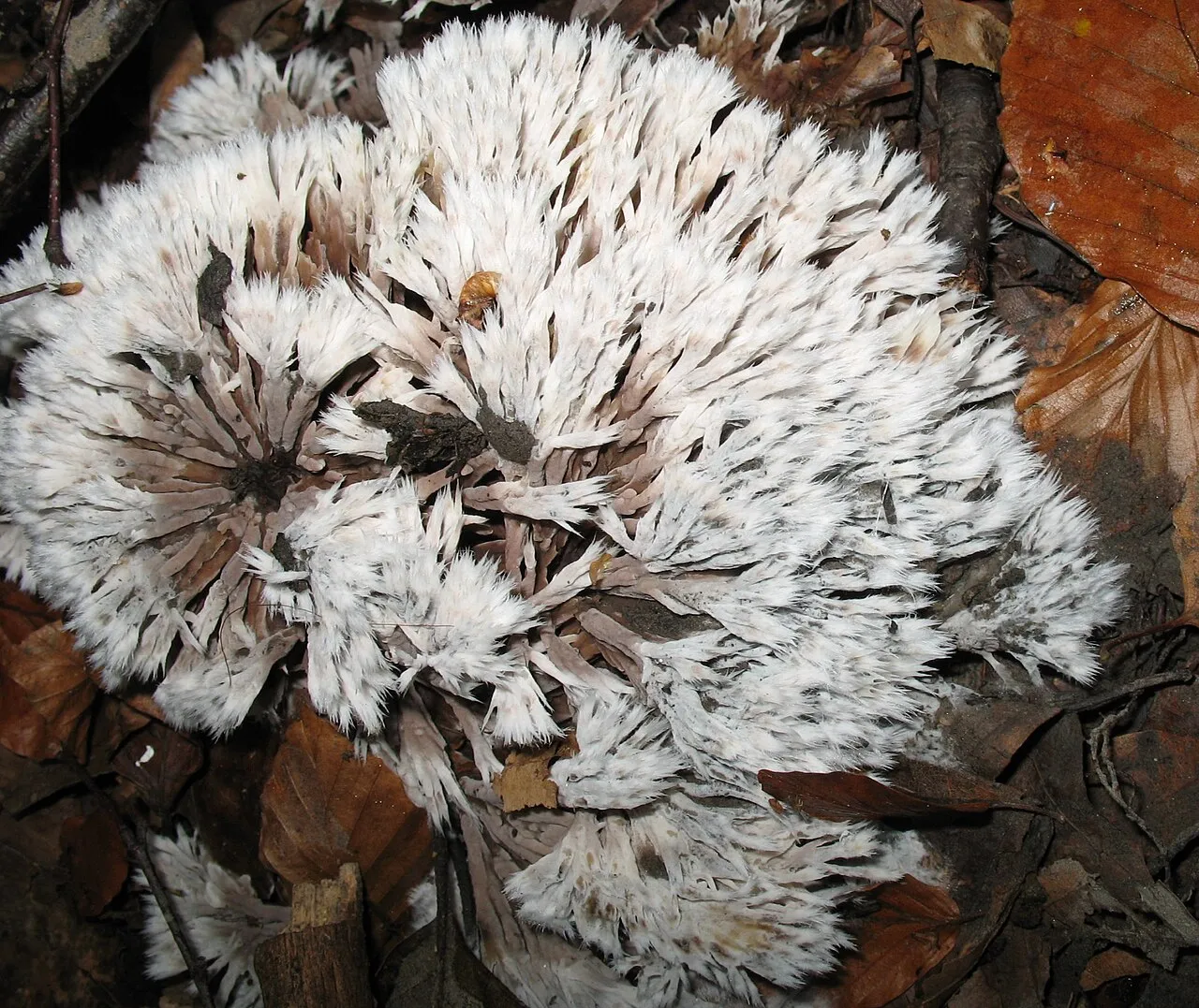 Chropiatka pędzelkowata