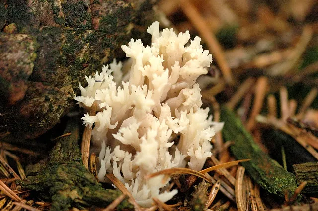 Goździeńczyk