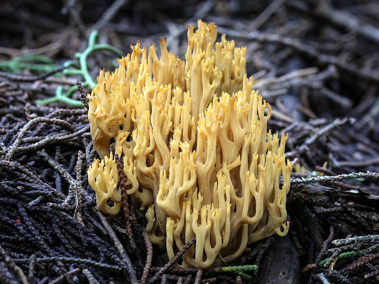 Phaeoclavulina