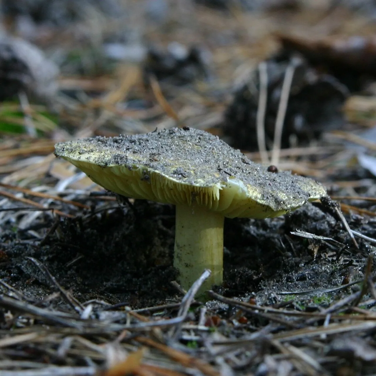 Tricholoma