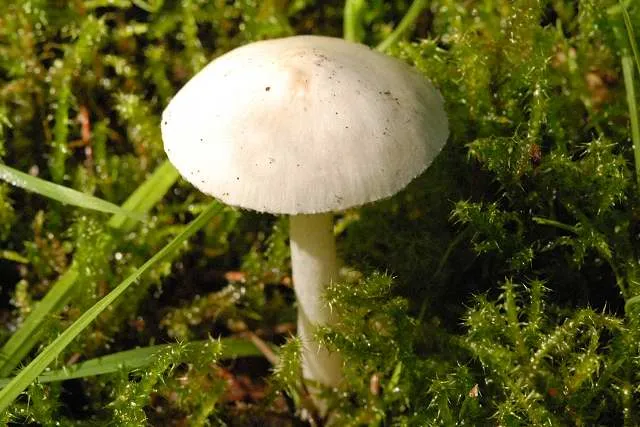 Cystolepiota