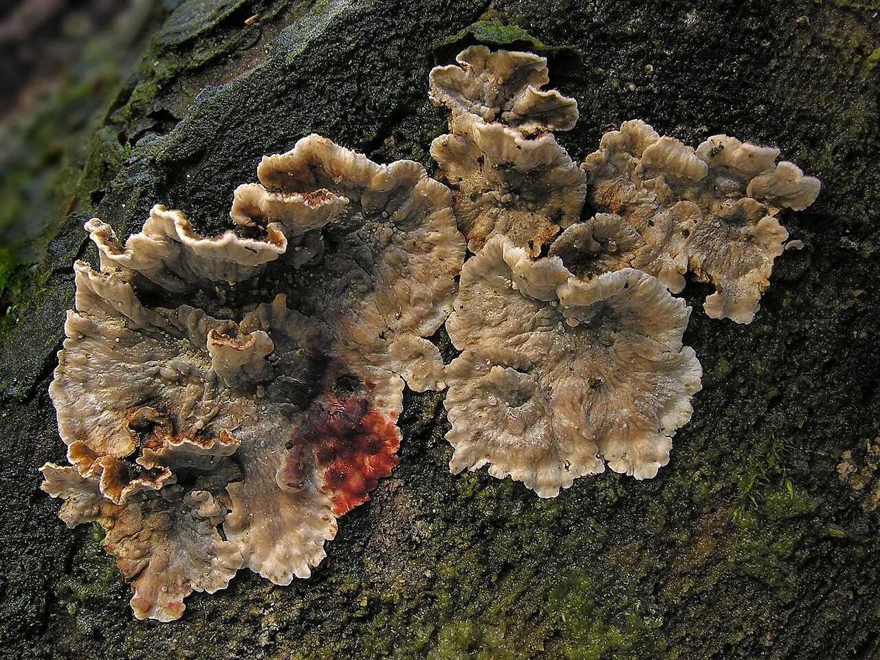 Skórnik krwawiący