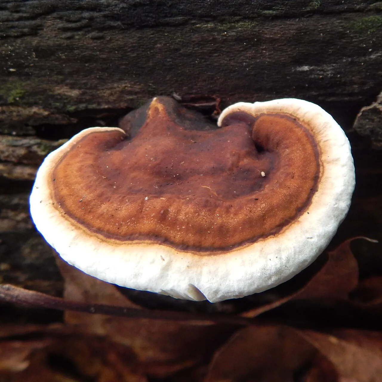 Ganoderma lobatum