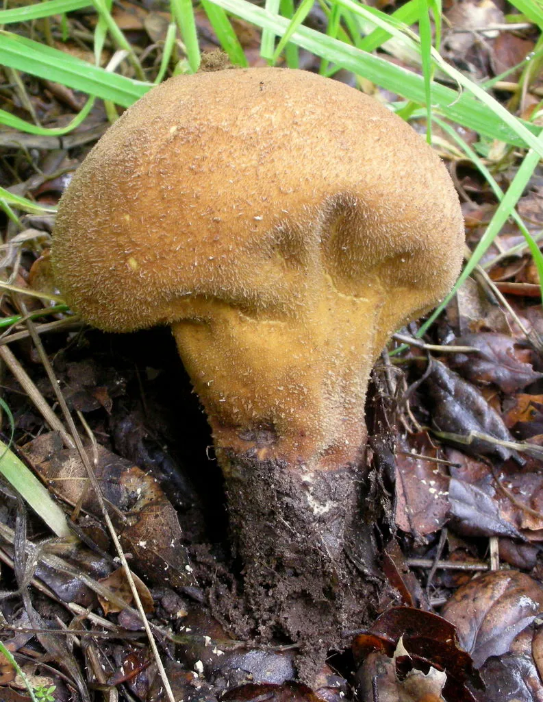 Purchawka miękka