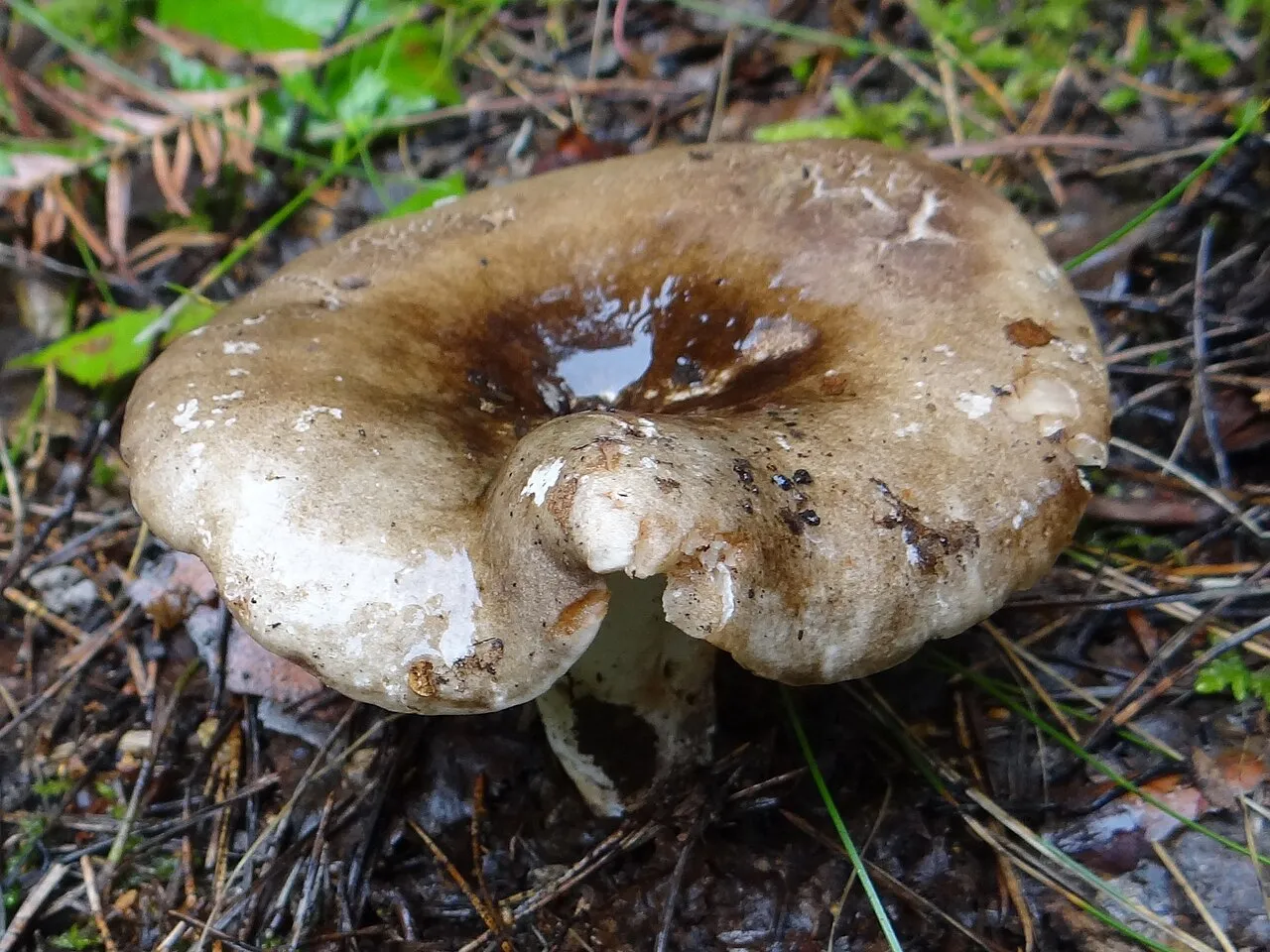 Russula adusta