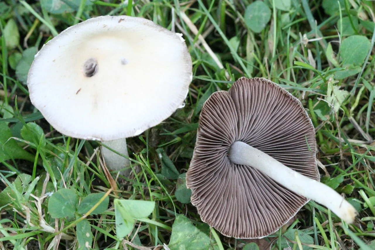Candolleomyces