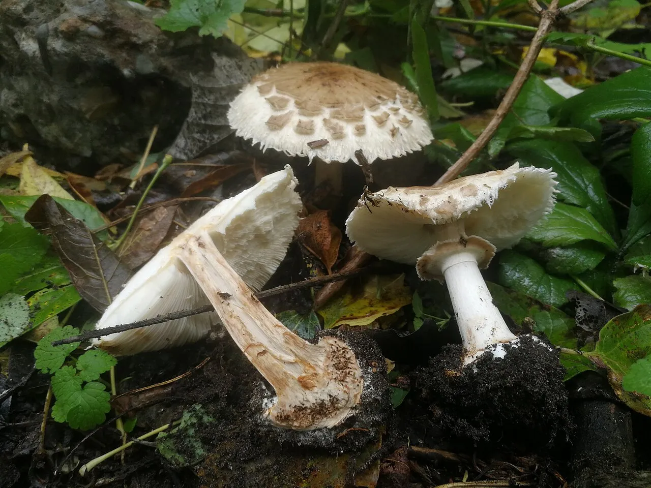 czubajnik ogrodowy