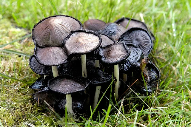 Coprinopsis