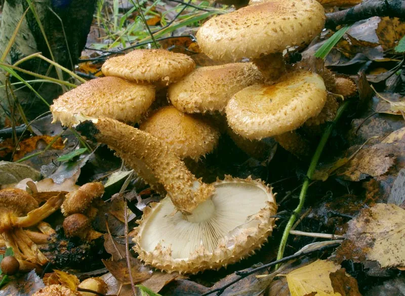 Łuskwiak