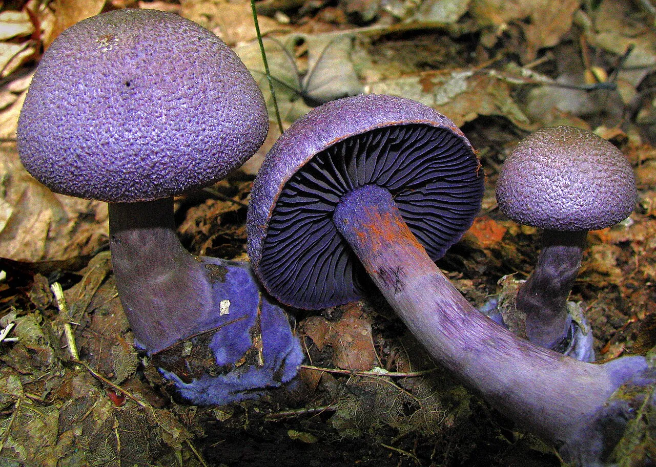 Zasłonak fioletowy