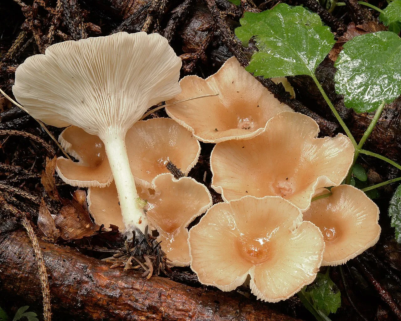 Infundibulicybe