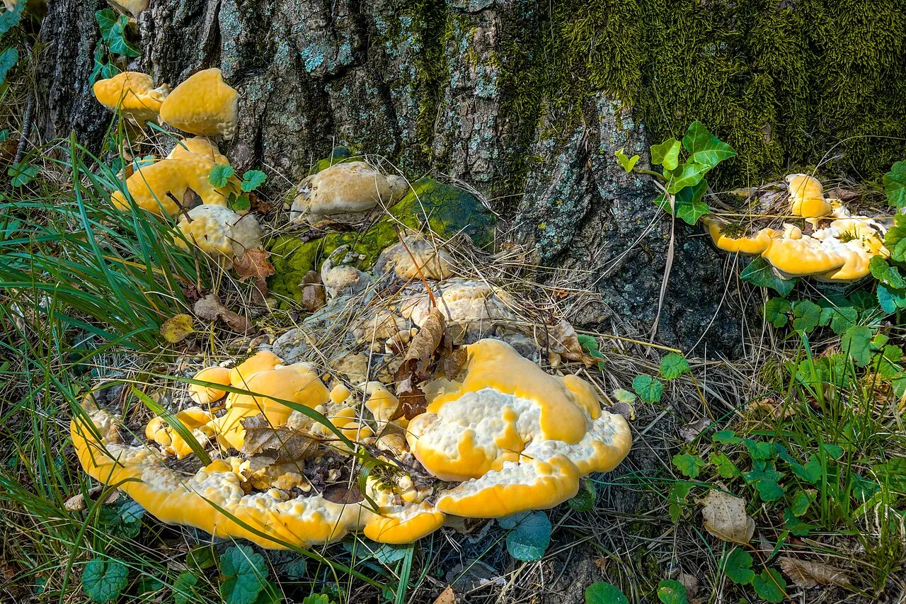 Vanderbylia fraxinea