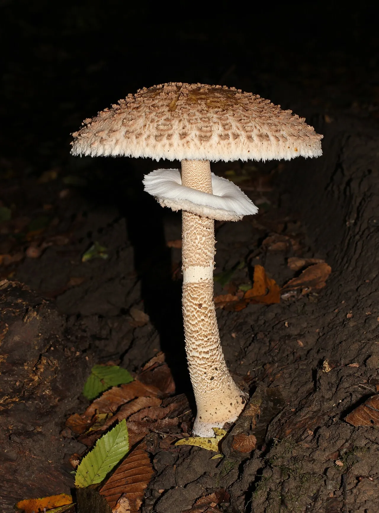 Czubajka