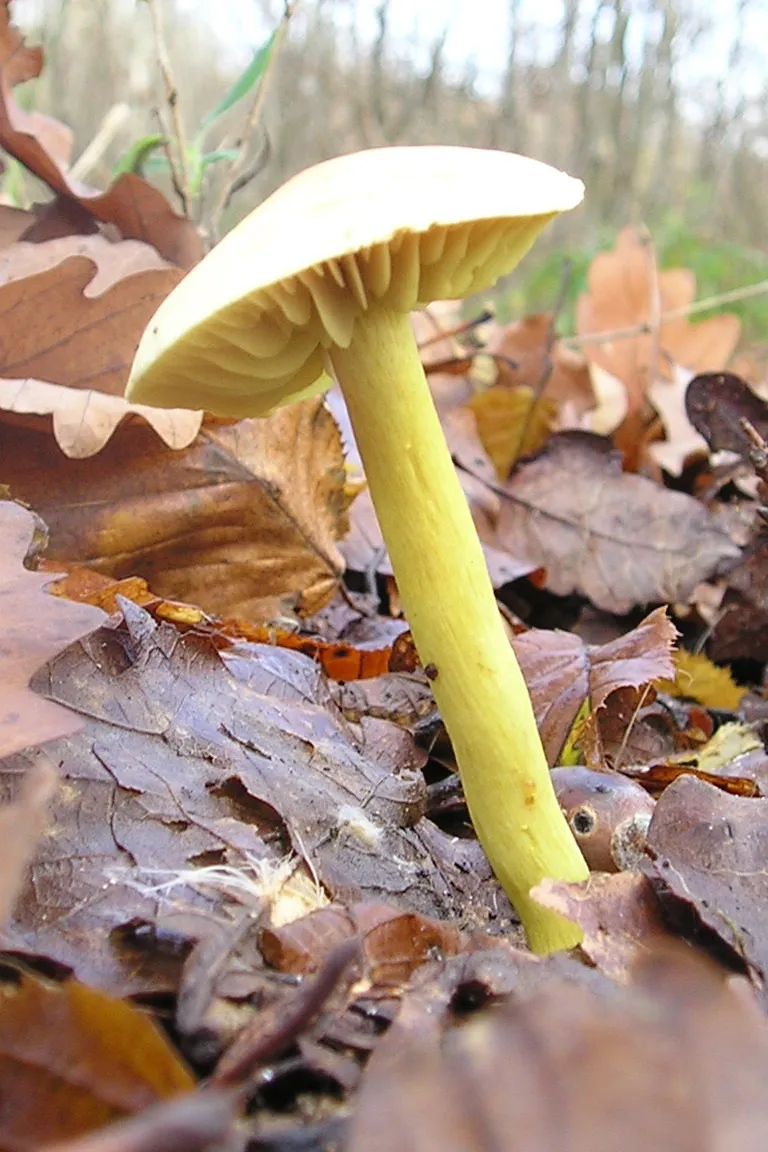Gąska siarkowa