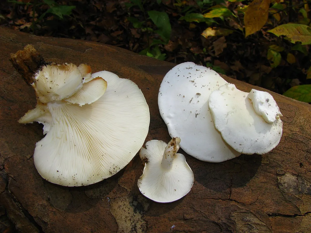 Ossicaulis