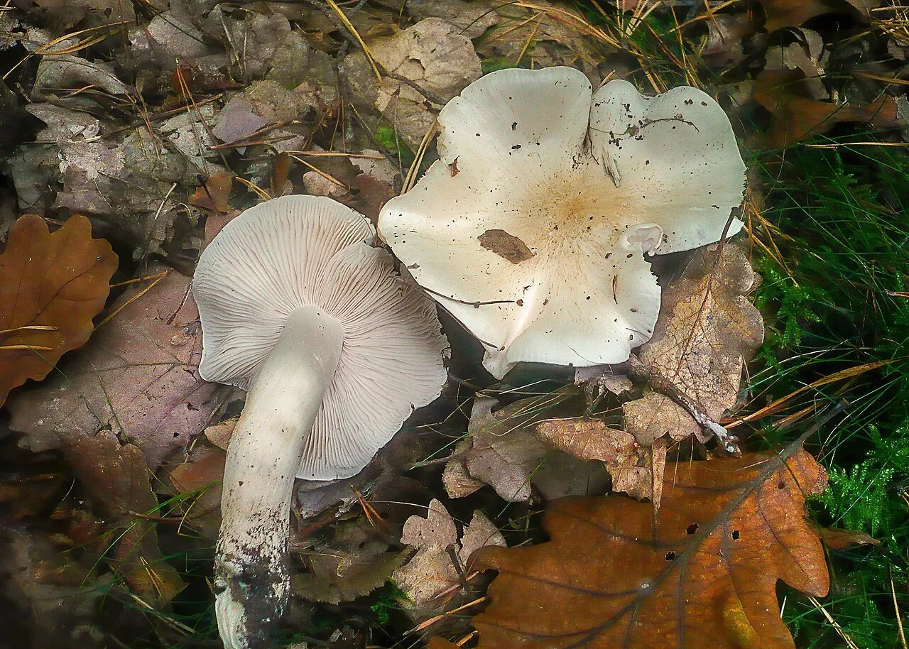 Gąska gołębia