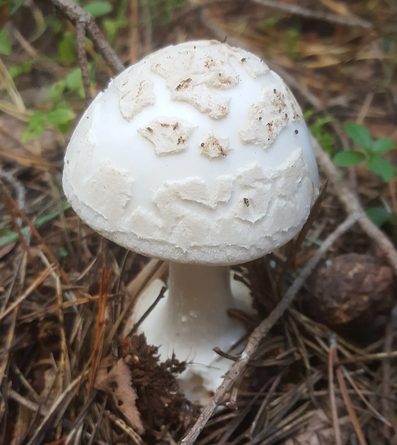 muchomor cytrynowy
