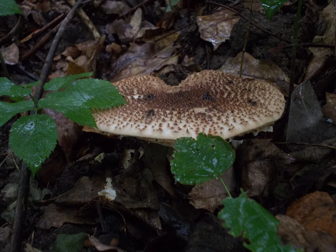 Echinoderma