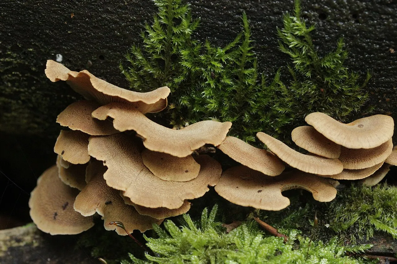 Panellus