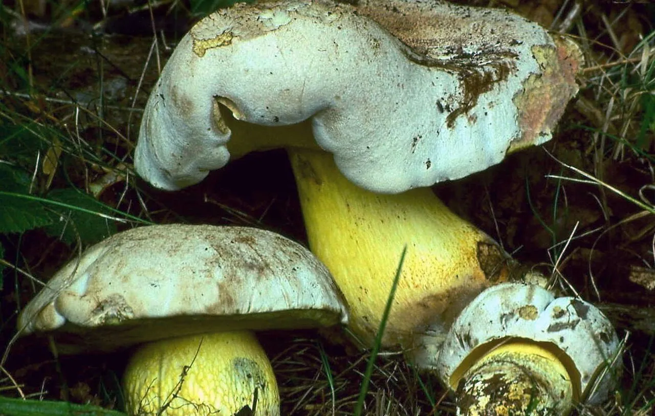 Caloboletus radicans