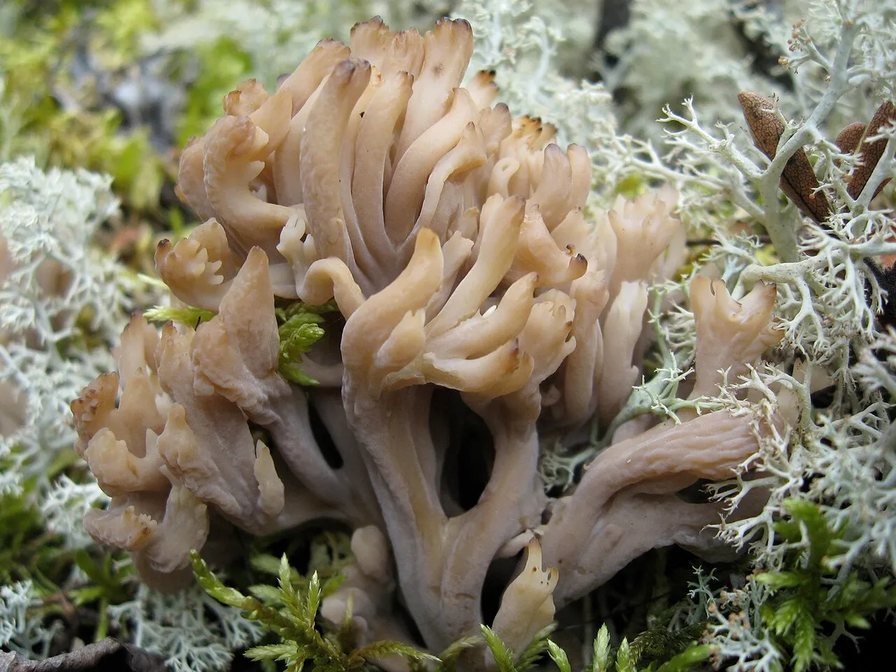 Clavulina