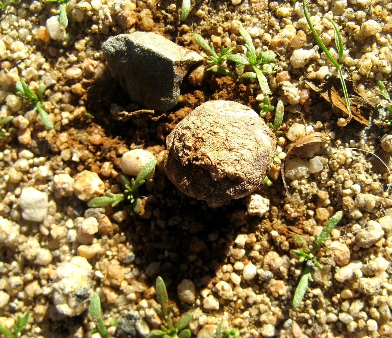 Disciseda