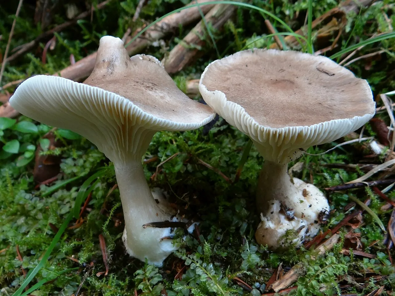 Ampulloclitocybe