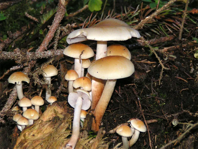 Maślanka łagodna