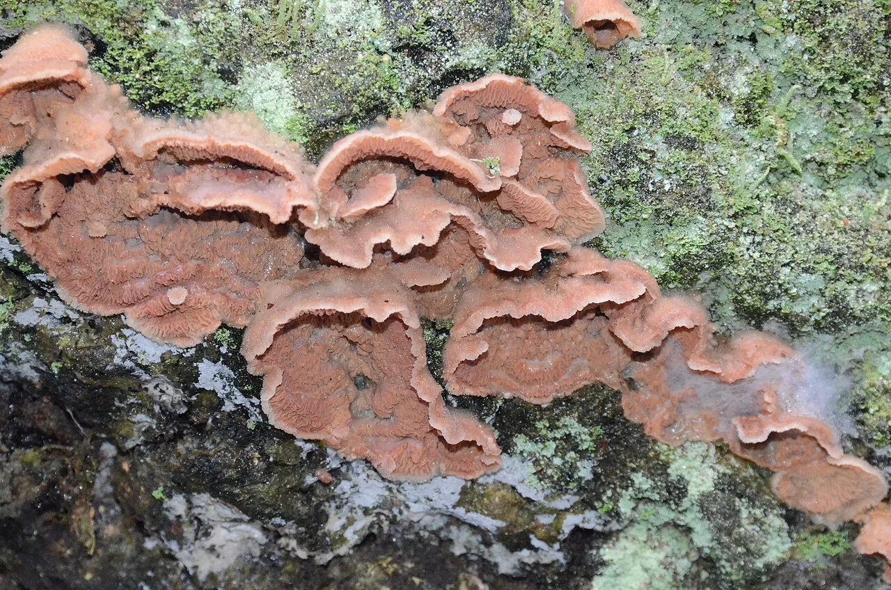 Merulius
