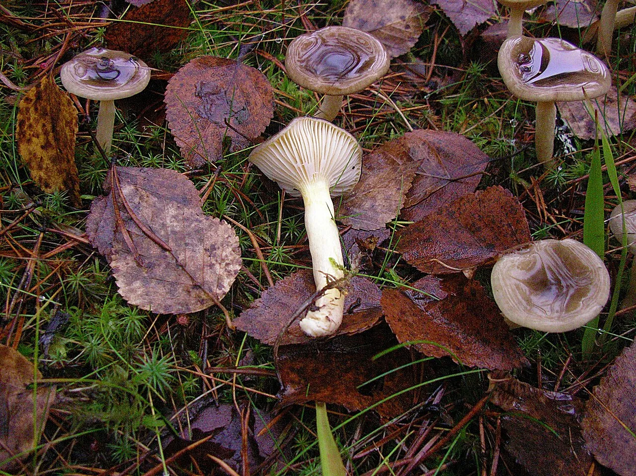 Hygrophorus
