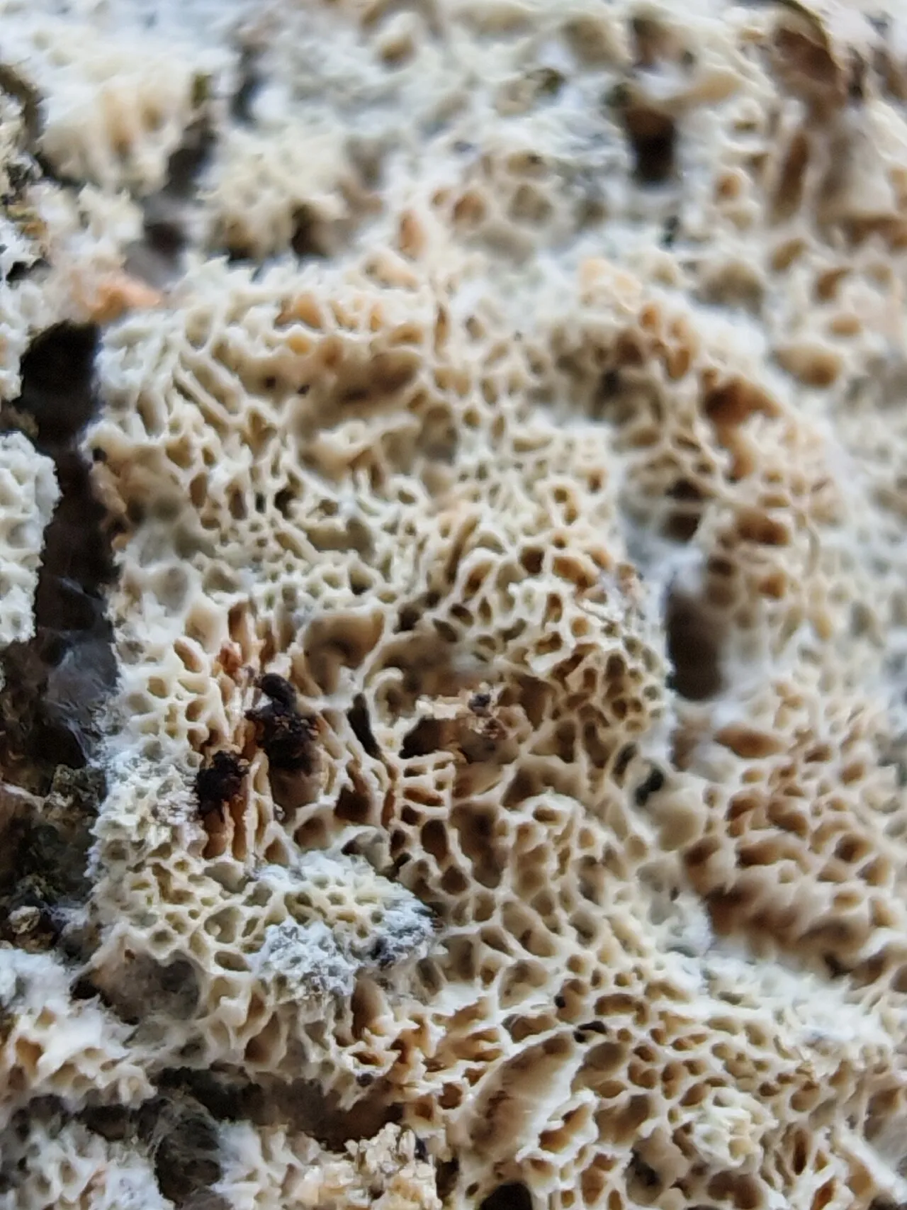 Xylodon
