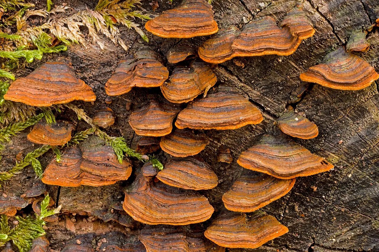 Hymenochaete