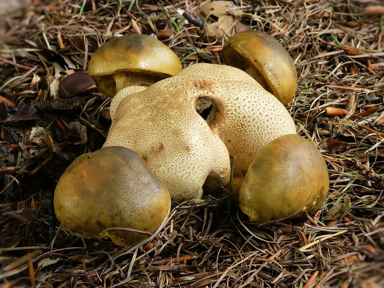 borowikowiec tęgoskórowy