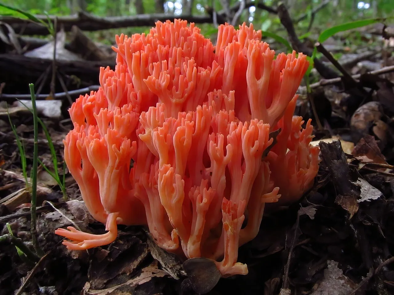 Ramaria subbotrytis