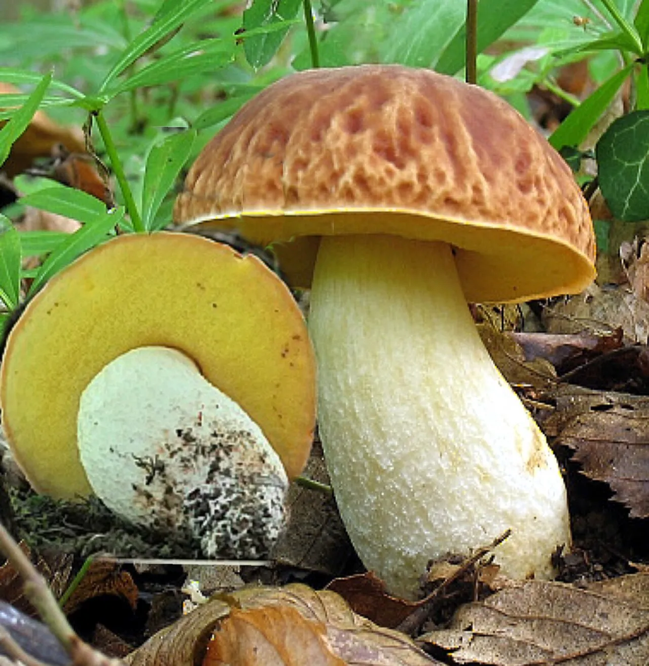 Płowiec pofałdowany