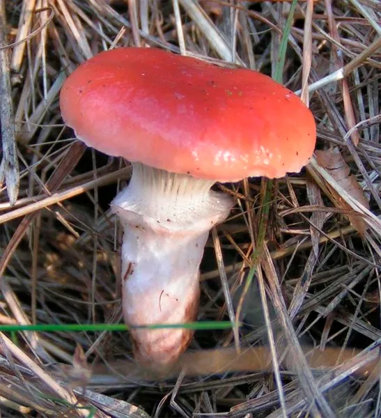 Gomphidius roseus