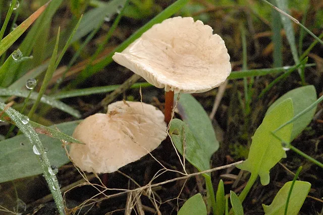 Twardzioszek czosnaczek