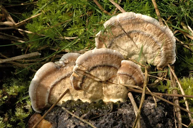Szaroporka podpalana