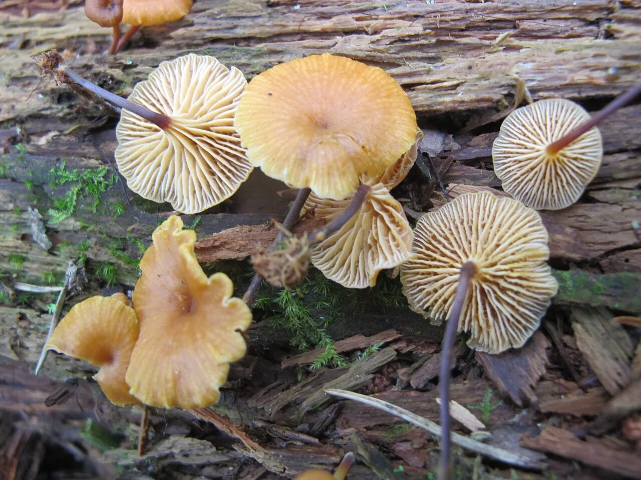 Xeromphalina cauticinalis