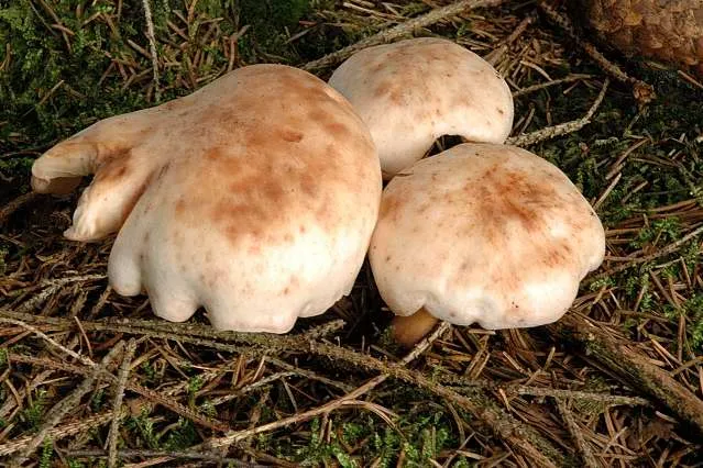 Monetnica plamista
